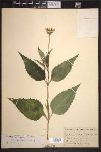 Heliopsis helianthoides subsp. helianthoides image