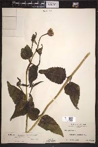 Heliopsis helianthoides subsp. helianthoides image