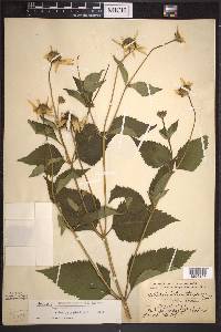 Heliopsis helianthoides subsp. helianthoides image