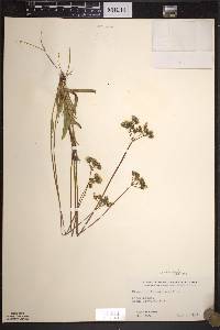 Hieracium piloselloides image