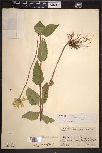 Heliopsis helianthoides subsp. occidentalis image
