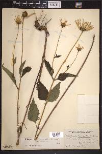 Heliopsis helianthoides subsp. helianthoides image