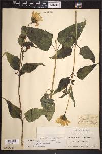 Heliopsis helianthoides subsp. helianthoides image