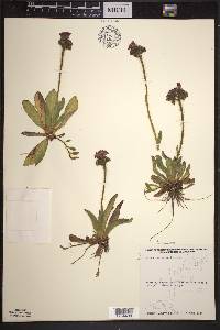 Hieracium aurantiacum image