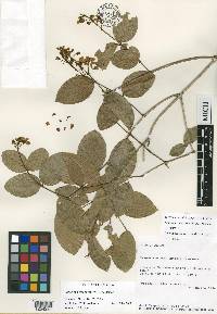 Amorimia camporum image