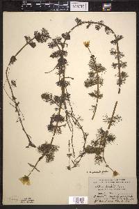 Bidens beckii image