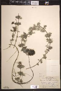 Bidens beckii image