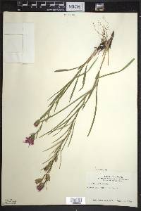 Liatris cylindracea image