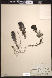 Bidens beckii image