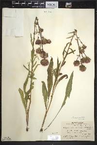 Liatris scariosa var. nieuwlandii image