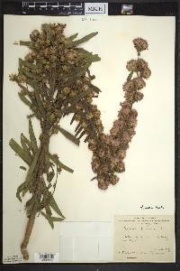 Liatris aspera image