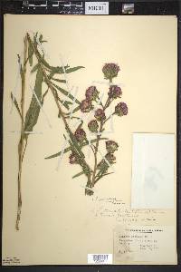 Liatris scariosa image