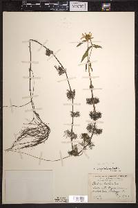 Bidens beckii image