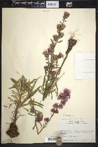 Liatris aspera image