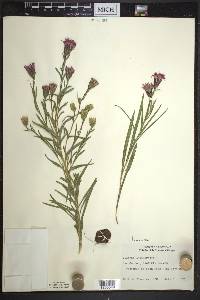 Liatris cylindracea image