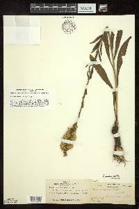 Liatris aspera image