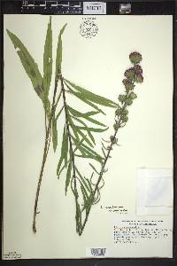 Liatris scariosa var. nieuwlandii image