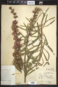 Liatris aspera image