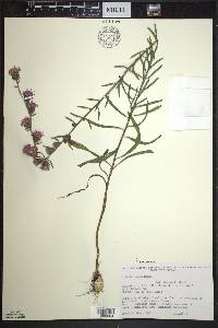 Liatris aspera image