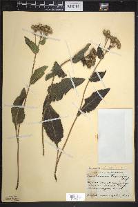 Parthenium integrifolium image