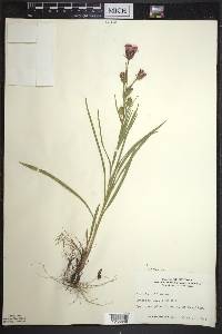 Liatris cylindracea image