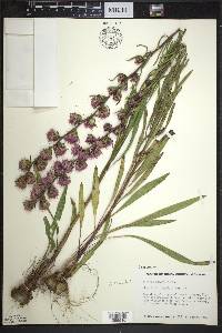 Liatris aspera image