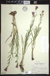 Liatris cylindracea image