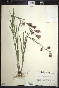 Liatris cylindracea image