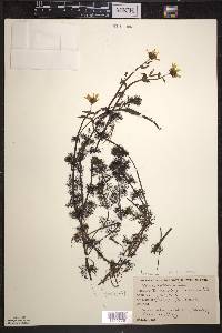 Bidens beckii image