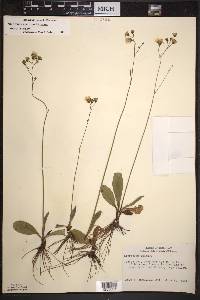 Hieracium venosum image