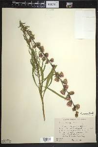 Liatris aspera image