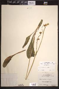 Krigia biflora image