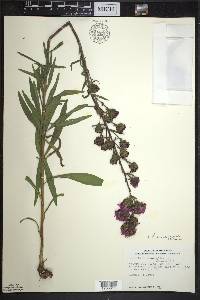 Liatris scariosa var. nieuwlandii image