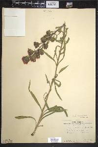 Liatris scariosa var. nieuwlandii image