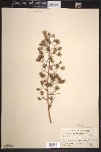 Lactuca biennis image