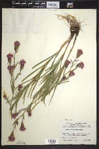 Liatris cylindracea image