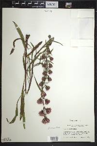 Liatris aspera image