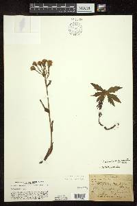 Petasites frigidus image