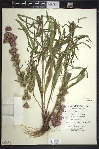 Liatris aspera image