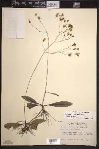 Hieracium venosum image