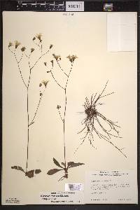 Hieracium venosum image