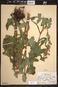 Lactuca biennis image