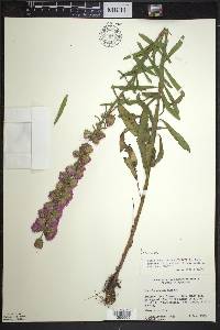 Liatris aspera image