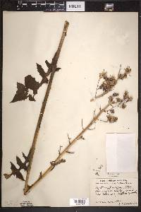 Lactuca biennis image