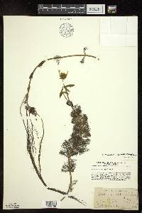 Bidens beckii image