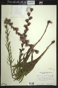 Liatris aspera image