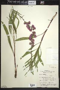 Liatris aspera image