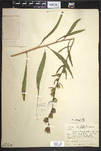 Liatris aspera image