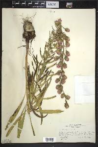 Liatris aspera image