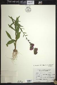 Liatris scariosa image